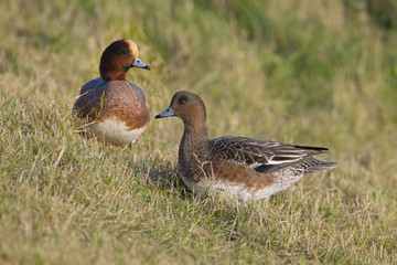 Wigeon Anas penelope feeding on grass at the side of a creek