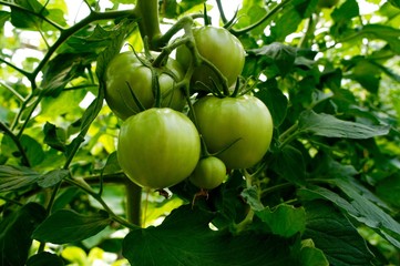 Green Tomatoes on the Vine