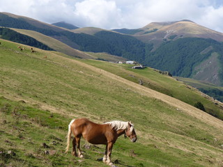 Fototapeta na wymiar Beautiful mountain landscape. A horse grazing on the background of mountain peaks, Pyrenees