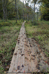 Fototapeta premium Wetland / Passage in the damp ground