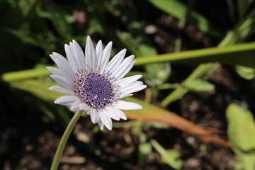 White "Blue-eyed African Daisy" flower (or Silver Arctotis, Kusgousblom) in Zurich, Switzerland. Its Latin name is Arctotis Venusta (Syn Arctotis Grandis), native to South Africa.