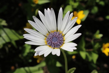 White "Blue-eyed African Daisy" flower (or Silver Arctotis, Kusgousblom) in Zurich, Switzerland. Its Latin name is Arctotis Venusta (Syn Arctotis Grandis), native to South Africa.