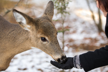 Doe white-tailed deer feeding from hand