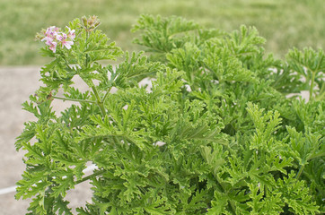 Lemon balm SCENTED GERANIUMS bush close up mosquitoes repellent