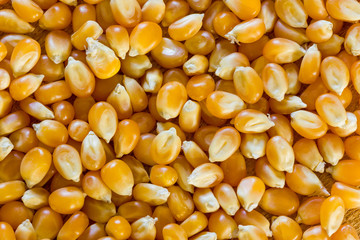 Corn for popcorn