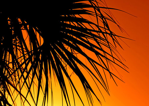 Palm leaf at the sunset