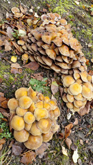 Honiggelber Hallimasch Pilz