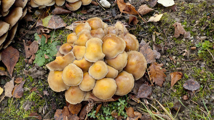 Honiggelber Hallimasch Pilz