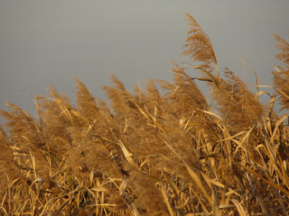 Common Reed © Željko Radojko