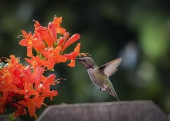 Hummingbird