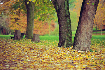 autumn landscape