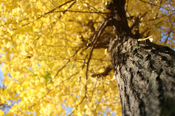 Obraz premium blurry yellow ginkgo tree background