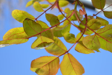 Summer Leaves