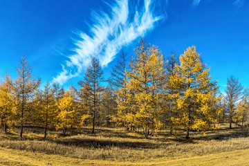 Larch forest in Tazheran steppe