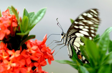 Butterfly perched on a flower