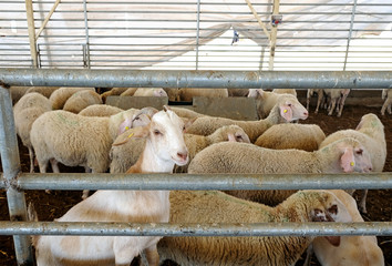 Sheep in the corral on a farm