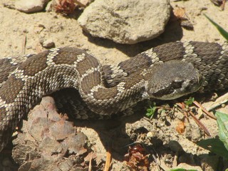 Fototapeta premium rattlesnake
