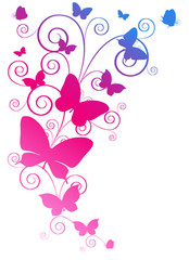 color butterflies,isolated on a white