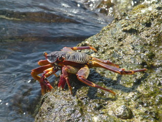 Crab rock