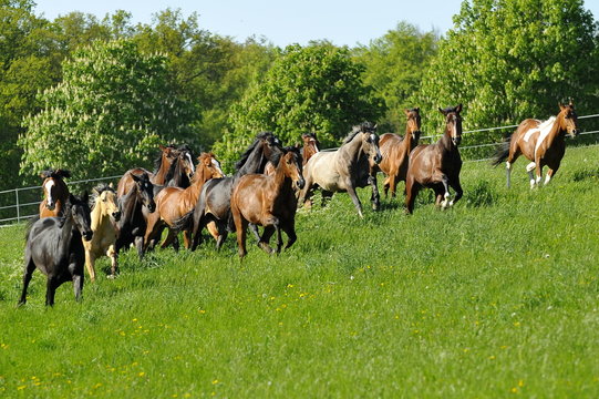 Jungpferdeherde