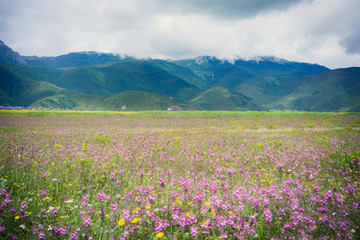 Fototapeta premium flower mountain and sky
