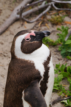 Cute penguin at Boulders Beach,South Africa.