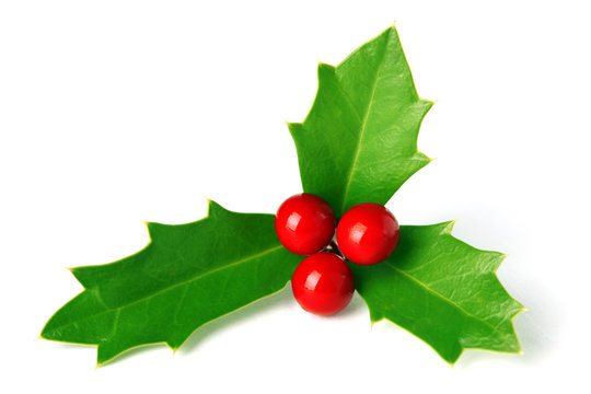 Bright green Christmas holly with red berries isolated on white