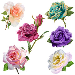 illustration of beautiful flower  on white background