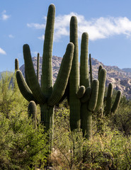 Desert Landscape in Tucson, Arizona