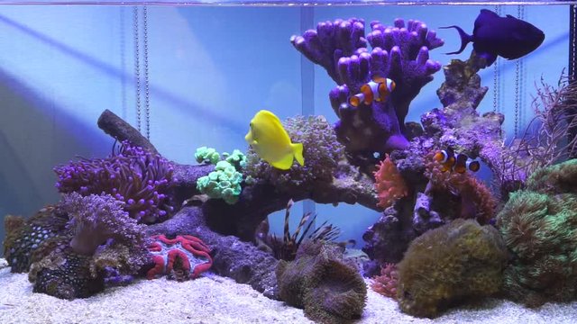 Salt water fish tank with coral reef aquarium