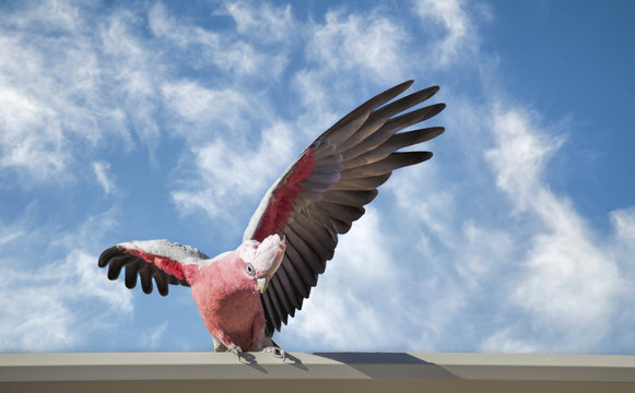 Australian galah, Eolophus roseicapillus