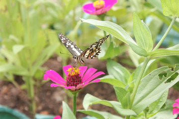 closeup butterfly on flower