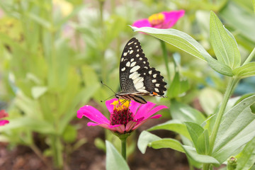 Obraz na płótnie Canvas closeup butterfly on flower