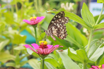 closeup butterfly on flower