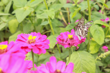 closeup butterfly on flower