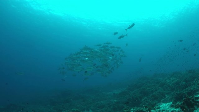 Big-eye Trevallies on a colorful coral reef. 4k footage