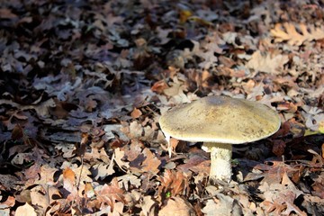 Mushroom