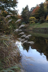 川沿いのススキ