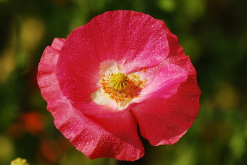 A Wild Red Poppy Flower with green background. Isolated beautiful Poppy in the field. A poppy with backlight.