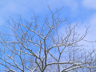 冬の青空と小枝