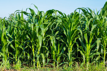 Corn leaf green