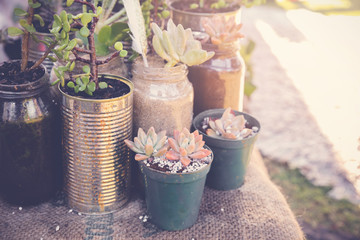 succulents in rustic tins and jars, Eco and reuse concept