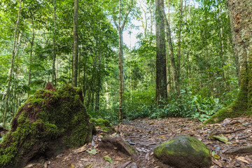 Green moss at the evergreen forest