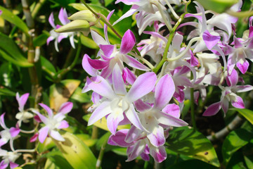 Orchids