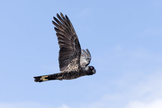Fototapeta Carnaby's Cockatoo or Short-billed Black Cockatoo Calyptorhynchus latirostris, a large black cockatoo native to western Australia