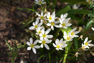 タマスダレ水仙