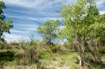 steppe, prairie, veld, veldt