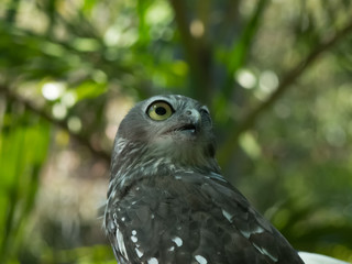 Barking Owl