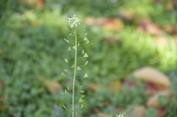 ナズナ　なずな　ペンペン草　雑草　白い花　