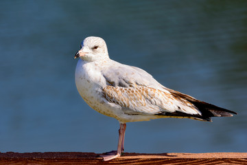 Ring-billed Gull, Larus delawarensis, standing on a fence looking left with blue water background